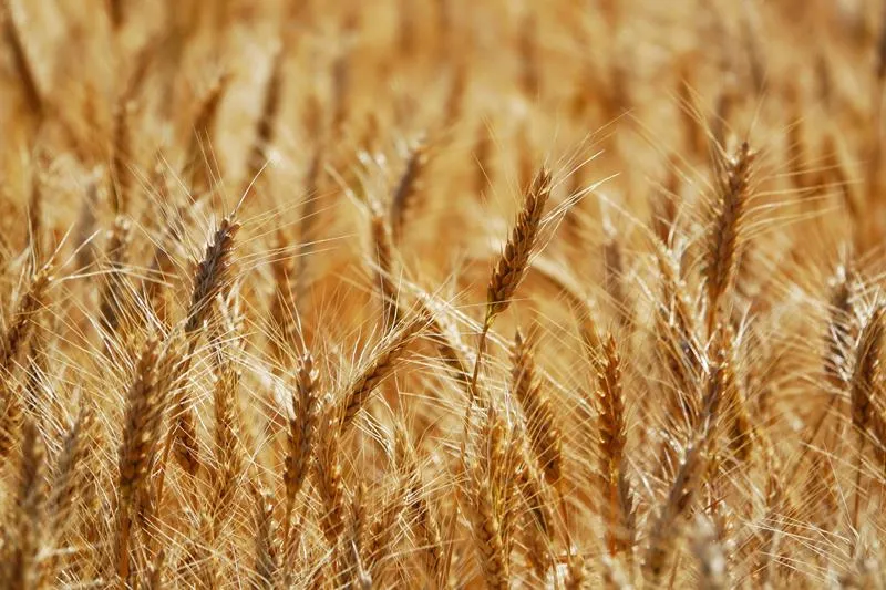 Продам пшеницю фураж ціна 8000 