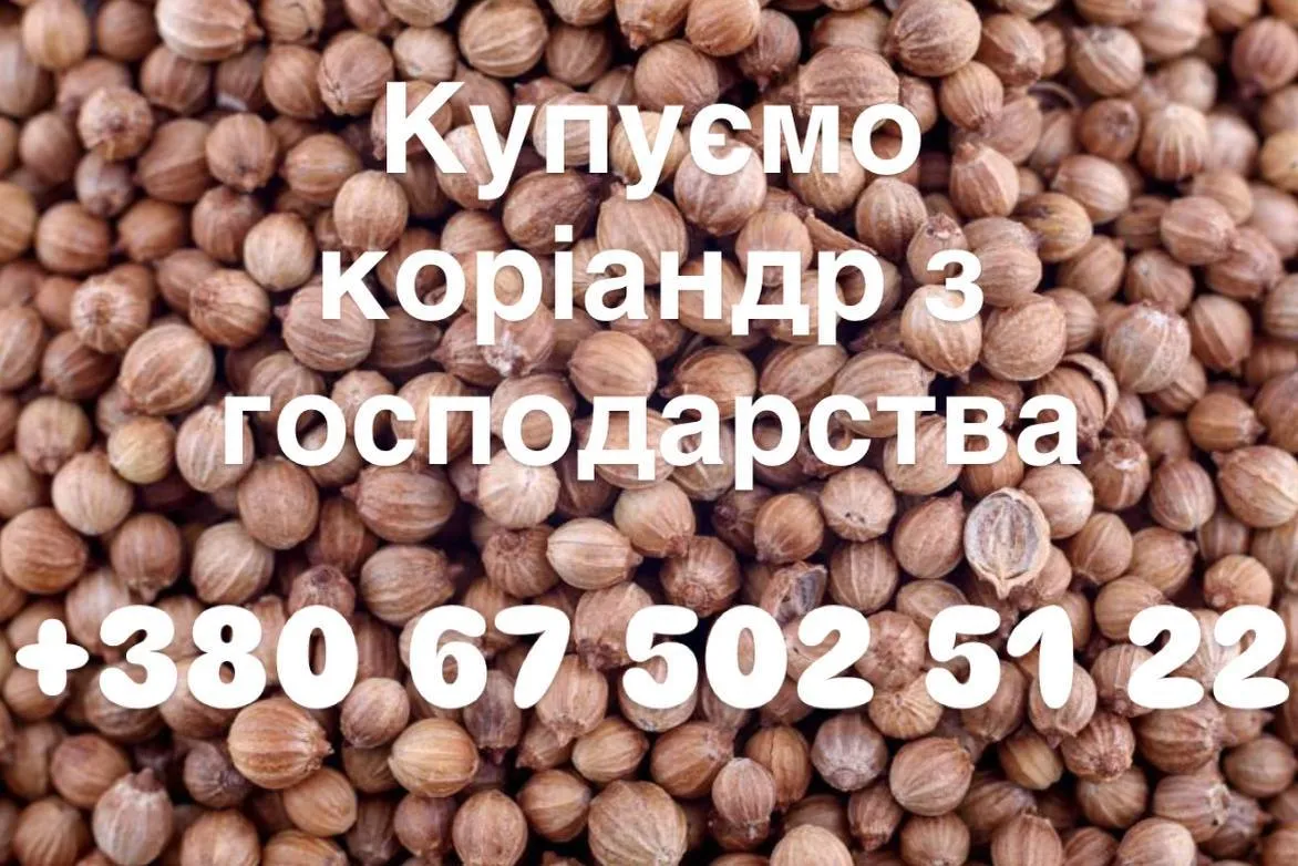 Купую коріандр на постійній основі