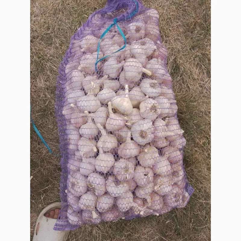 Продамо озимий Часник