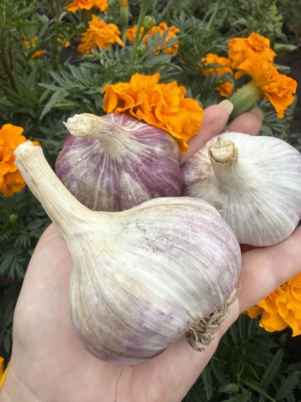 Часник Любаша перша репродукція