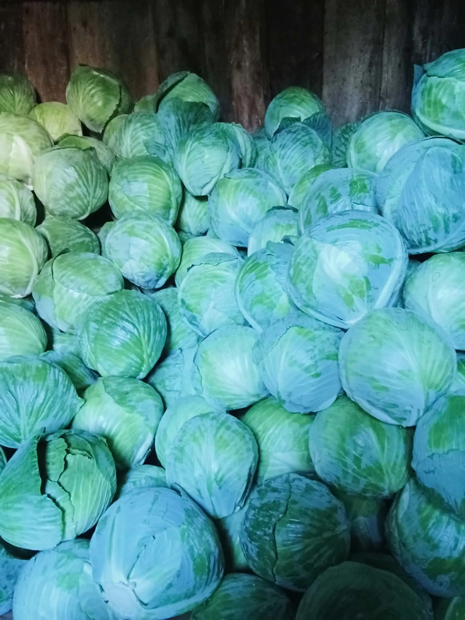 Продам пізню капусту 