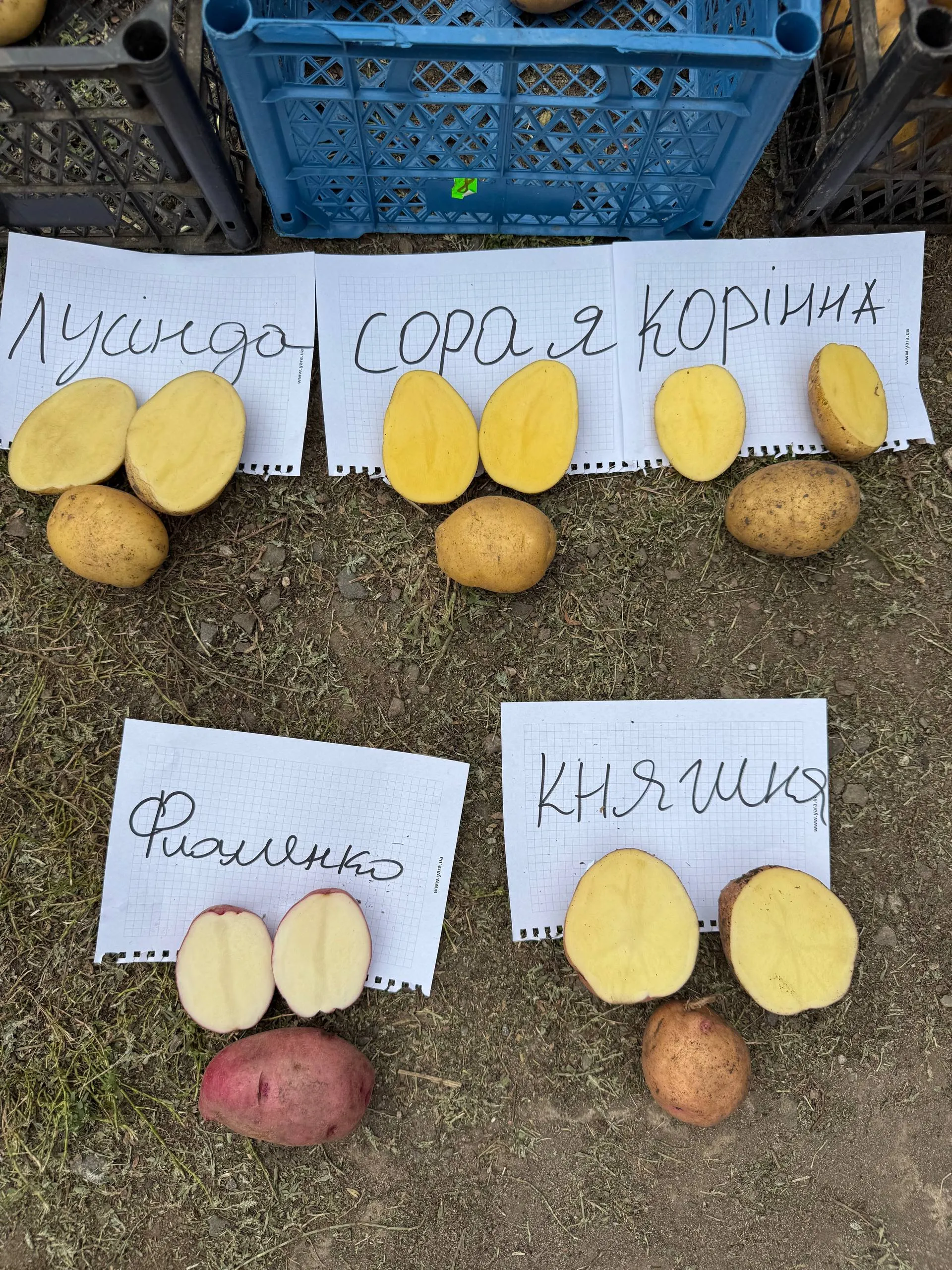 Посадкова , насіннєва, насіння картоплі Корінна, Сорая, Лусінда, Княгиня, Фламенко