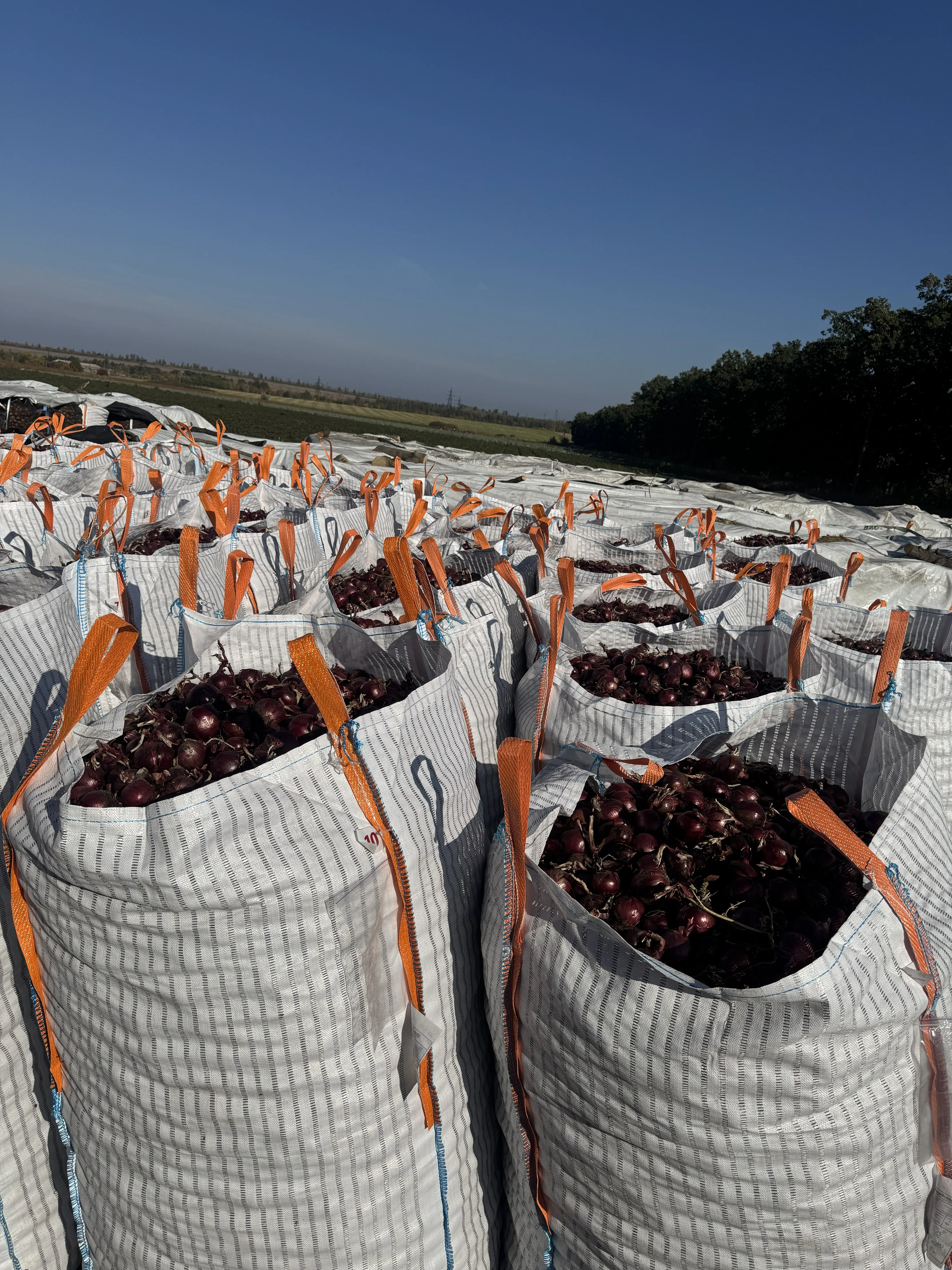 Продам цибулю жовту сорт «Меларі», білу «Вайт Вінг», синю «Рохо Дуро», «Фокус», «Дарко»