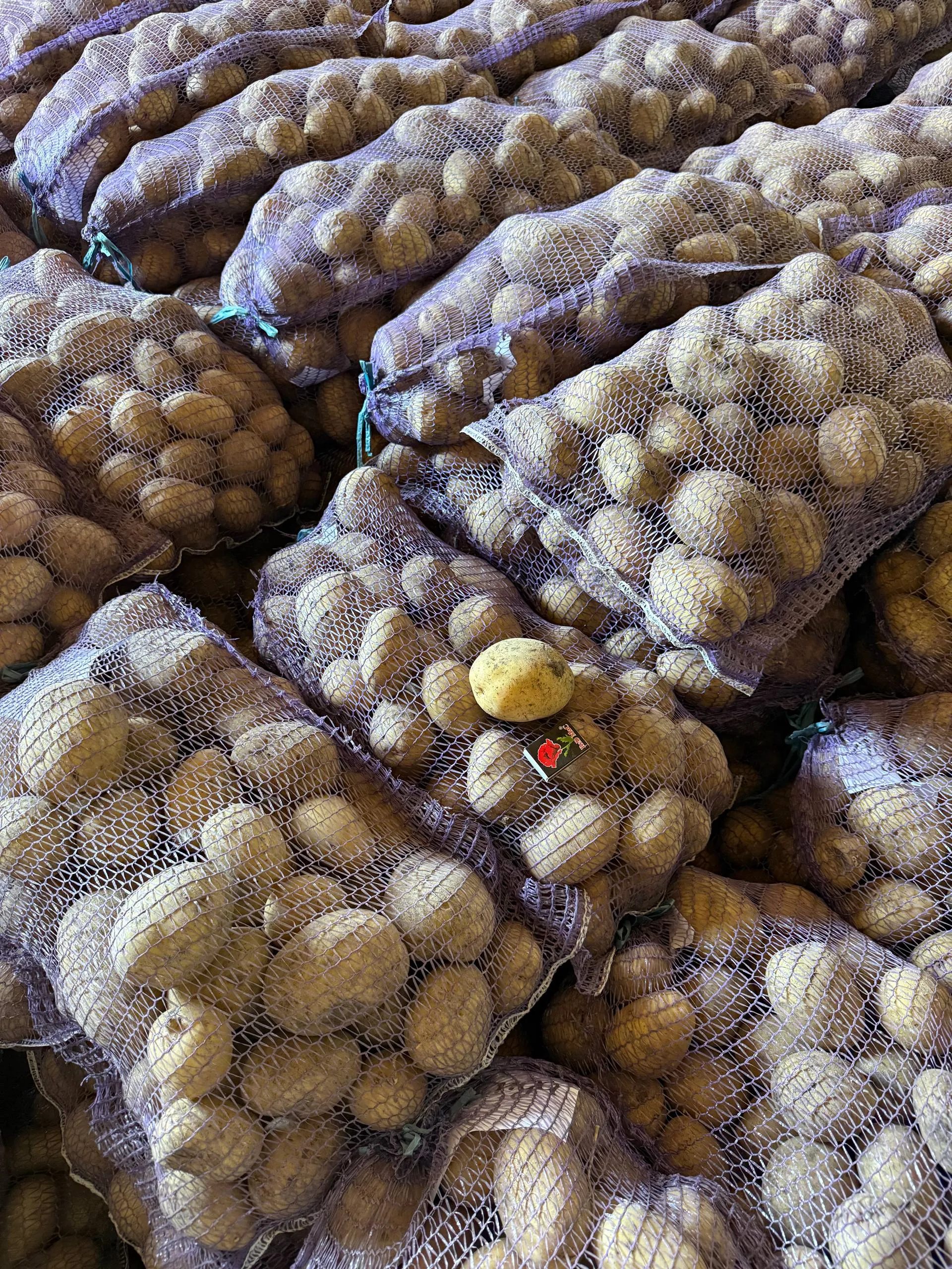 Харчова, їстівна, товарна, домашня картопля,Корінна, Сорая, Лусінда, Княгиня, Фламенко